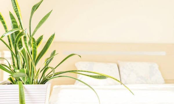 orhp-6-18-18-houseplants