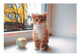 orhp-pet-safety